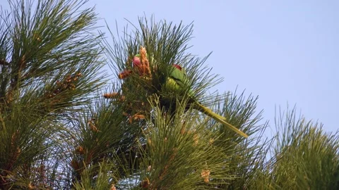 Wintering parrots. Iran Stock Footage 260044054