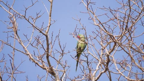 Wintering parrots. Iran Stock Footage 276606023