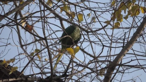 Wintering parrots. Iran Stock Footage 276606099