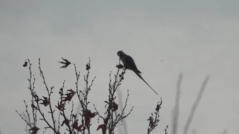 Wintering parrots. Iran Stock Footage 276606178