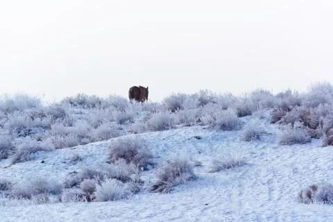 Wintering. Stock Photos