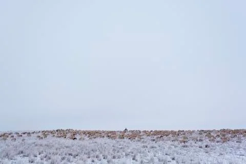 Wintering. Stock Photos