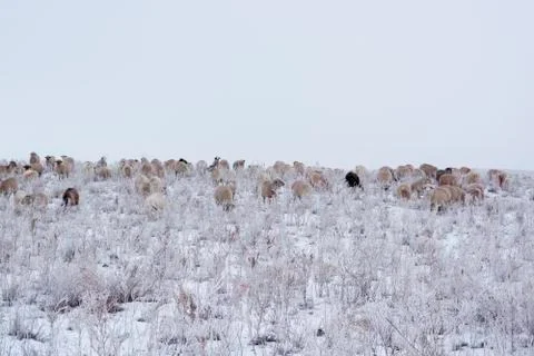 Wintering. Stock Photos