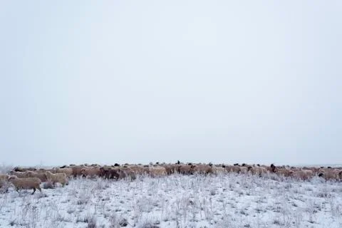 Wintering. Stock Photos