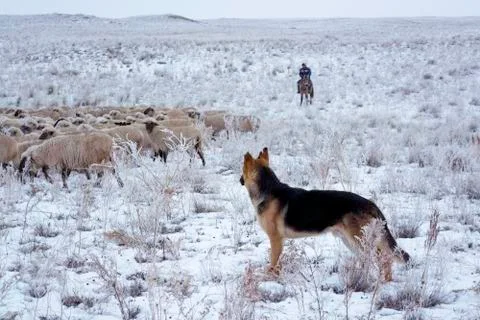 Wintering. Stock Photos