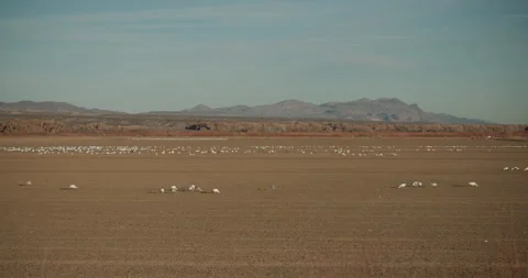 Wintering Snow Goose Flock in Bosque del Apache National Wildlife Refuge 库存影片 337739006