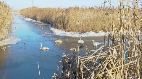 Wintering swans on the pond Stock Footage 101796109