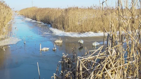 Wintering swans on the pond Stock Footage 101796116