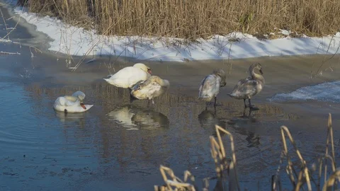 Wintering swans on the pond Stock Footage 101971431