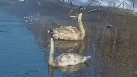 Wintering swans on the pond Stock Footage 102202623
