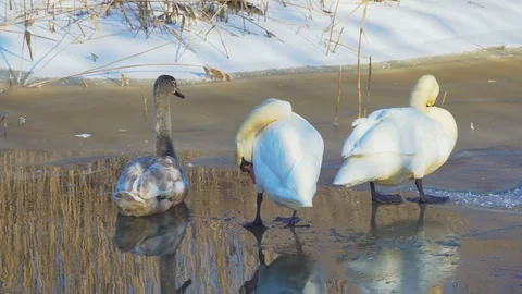 Wintering swans on the pond Stock Footage 102202631