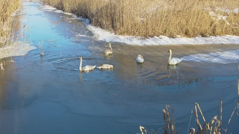 Wintering swans on the pond Stock Footage 102202873