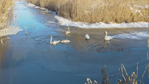 Wintering swans on the pond Stock Footage 102202877