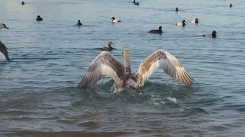 Wintering swans at sea. Stock Footage 71618686
