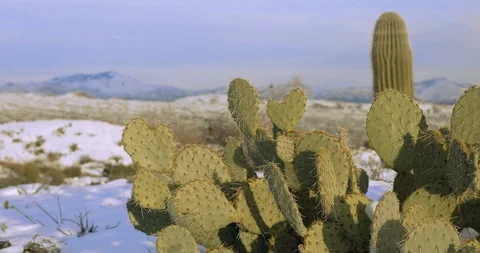 Winterland in the Desert. Stock Footage 104225588