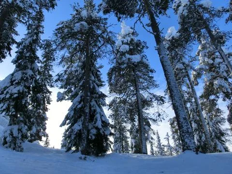 Winterland Stock Photos