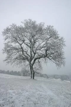 Winterlandschaft Stock Photos