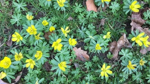 Winterling Stock Footage 124956139