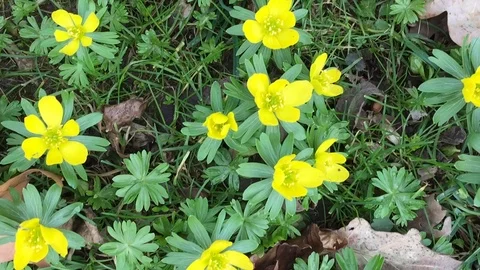 Winterling Stock Footage 124956154