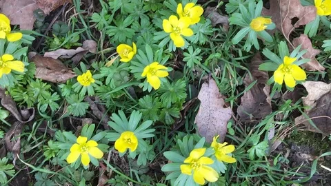 Winterling Stock-Footage 124956157