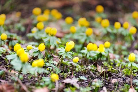 Winterlings in spring I Stock Photos