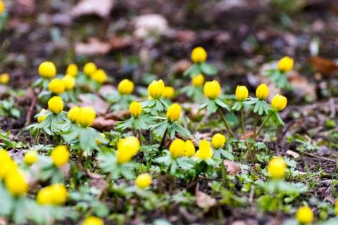 Winterlings in spring Stock Photos