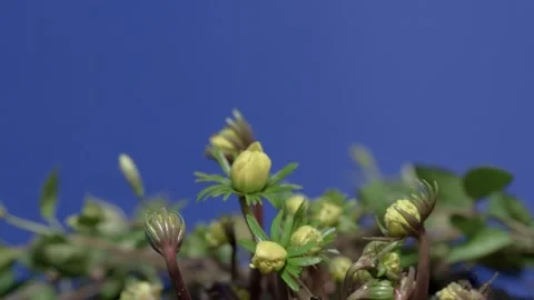 Winterlings in spring (time lapse) Vídeo Stock 258338447