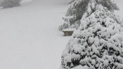 Winters and Snowfall- snow falling  on a tree video clip 13 seconds Stock Footage 167865952