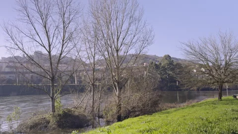 Winter's Bare Silhouettes: Leafless Trees in Sunlight Stock Footage 263811874
