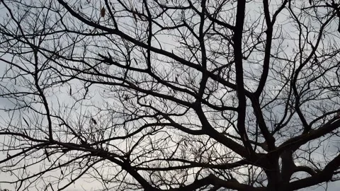 Winter's bare trees in Sardinia Stock Footage 202063352
