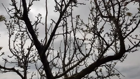 Winter's bare trees in Sardinia Stock Footage 202063362