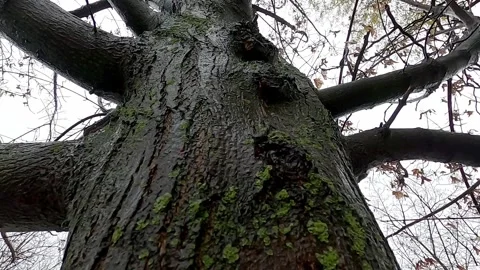 Winter's Elegance: Moss-Clad Tree Trunk Adorned with Falling Snow Video stock 255747220