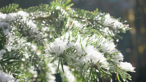 Winter's Embrace: Fresh Snow on Pine Branches. Stock Footage 254523137