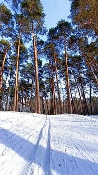 Winter’s Embrace 스톡 사진