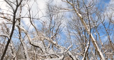 Winter's Embrace: Snow-Laden Branches Frame a Frosty Forest Landscape Stock Footage 303803973
