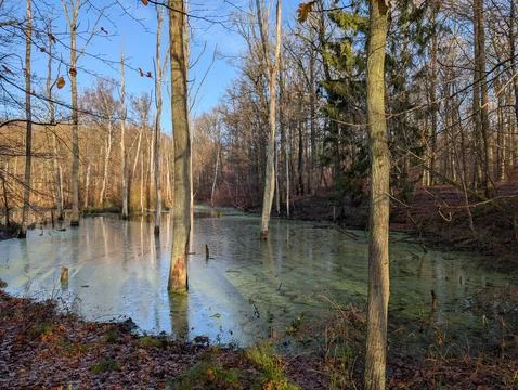 Winters Grip on the Marsh Stock Photos