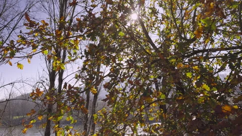 Winter's Light Through Leaves: A Harbinger of Spring Stock Footage 265004644