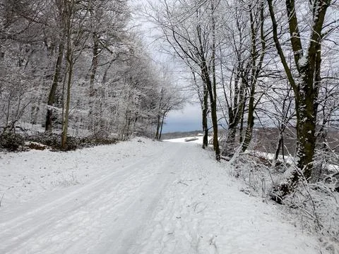 Winter's Snowy Path Through Trees Stock Photos