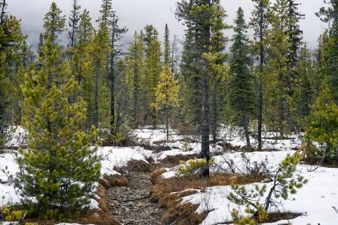 Winter's touch over dense forest, light dusting of snow on ground. Foto stock