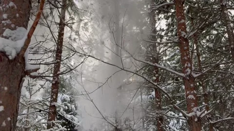 Winter's Veil: Snowfall Spectacle in the Pine Woods 4K, 60 FPS Stock Footage 263703619