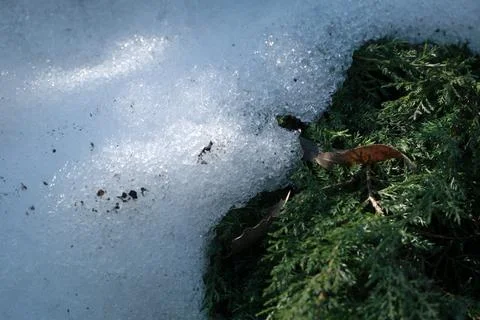 Winter's whisper opens to hints of green and life Stockfoto's