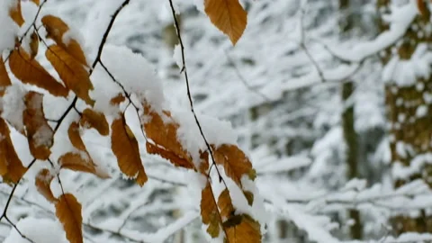 Winter.Snowfall in the winter forest. Branches and leaves in the snow Stock Footage 155367918