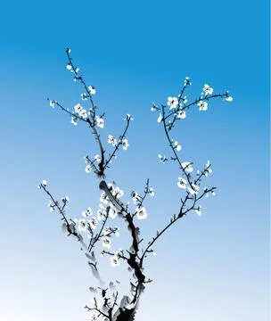 Wintersweet Stock Illustration