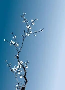 Wintersweet 스톡 일러스트