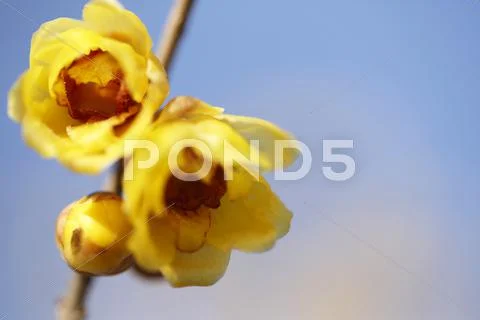 Wintersweet Stock Photos