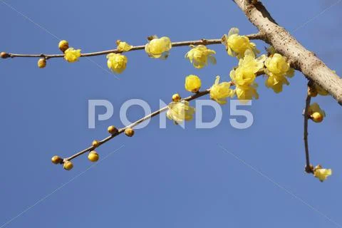 Wintersweet Stock Photos