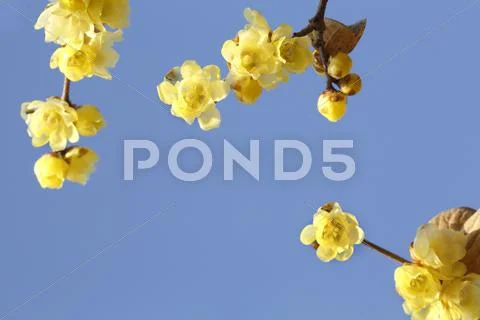 Wintersweet Stock Photos