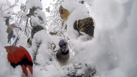 Wintertime Animated Cinemagraph Multiple Birds In Tree With Snowfall Stock Footage 255621254
