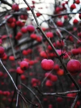 Wintertime cherry fruits displayed on sparse branches with icy highlights and Stock-Fotos