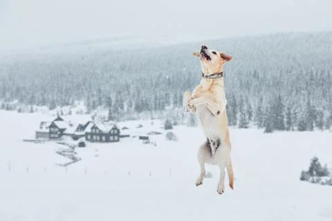 Wintertime with dog Stock Photos
